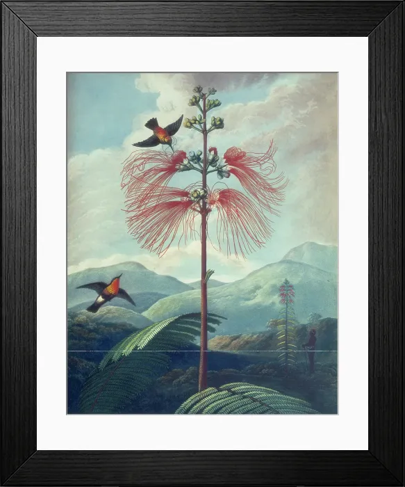 Framed Print : Tropical plant with hummingbirds, 1807. Creator: Unknown Framed Print : Tropical plant with hummingbirds, 1807. Creator: Unknown
