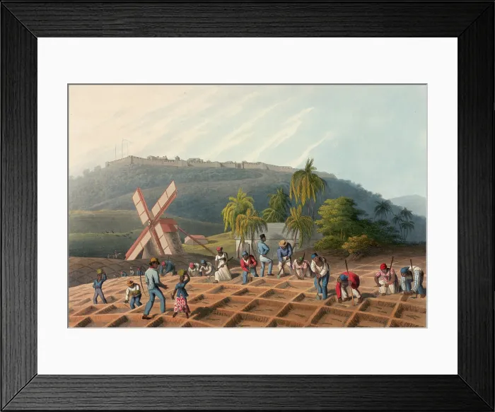 Framed Print : Slaves planting sugar cane on a plantation, Antigua, 1823. Creator: William Clark Framed Print : Slaves planting sugar cane on a plantation, Antigua, 1823. Creator: William Clark
