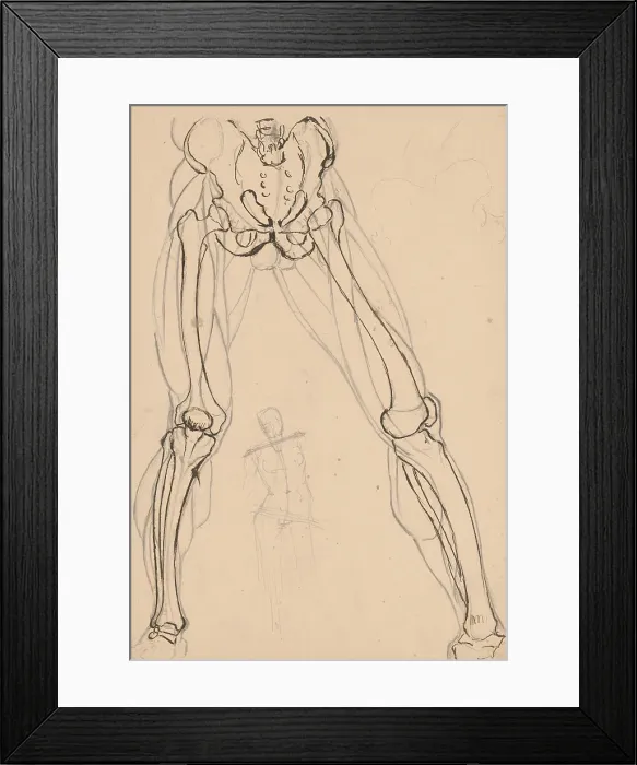 Framed Print : Study of the skeleton and muscles of the legs, 1880-1904. Creator: Janos Fadrusz Framed Print : Study of the skeleton and muscles of the legs, 1880-1904. Creator: Janos Fadrusz
