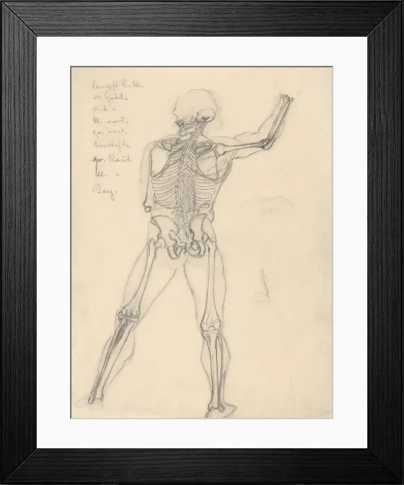 Framed Print : Study of a skeleton, 1880-1904. Creator: Janos Fadrusz Framed Print : Study of a skeleton, 1880-1904. Creator: Janos Fadrusz