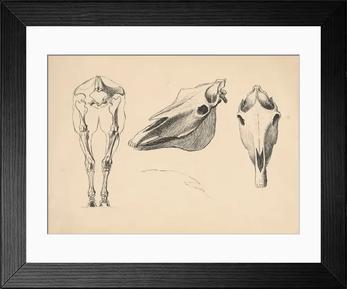 Framed Print : Studies of skeletons and skulls, 1880-1904. Creator: Janos Fadrusz Framed Print : Studies of skeletons and skulls, 1880-1904. Creator: Janos Fadrusz