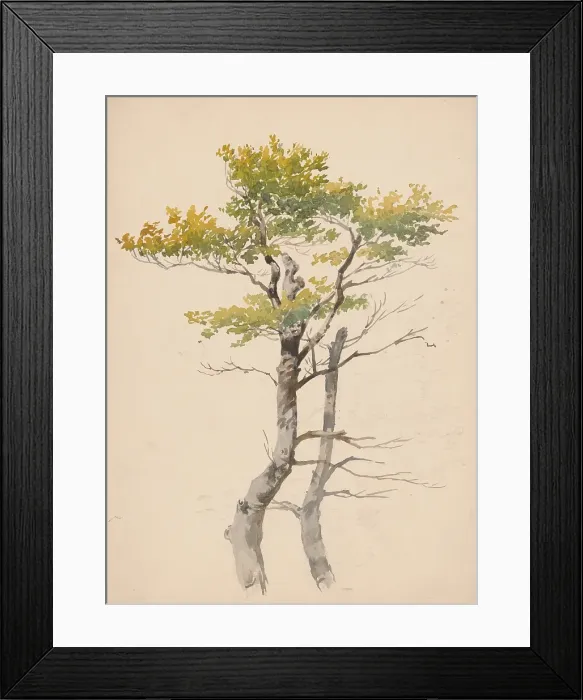 Framed Print : Study of a deciduous tree, around 1881. Creator: Friedrich Carl von Scheidlin Framed Print : Study of a deciduous tree, around 1881. Creator: Friedrich Carl von Scheidlin