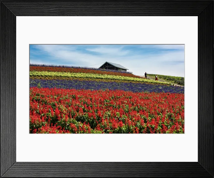 Framed Print : Flower Field. Creator: Dorte Verner Framed Print : Flower Field. Creator: Dorte Verner