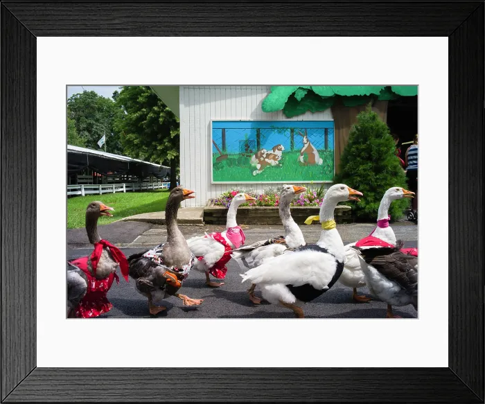Framed Print : 16 Chestnut Street, Gaithersburg, MD. Creator: Chris Suspect Framed Print : 16 Chestnut Street, Gaithersburg, MD. Creator: Chris Suspect