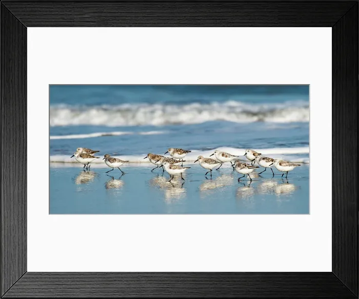 Framed Print : Sanderling Relay. Creator: Eve Turek Framed Print : Sanderling Relay. Creator: Eve Turek