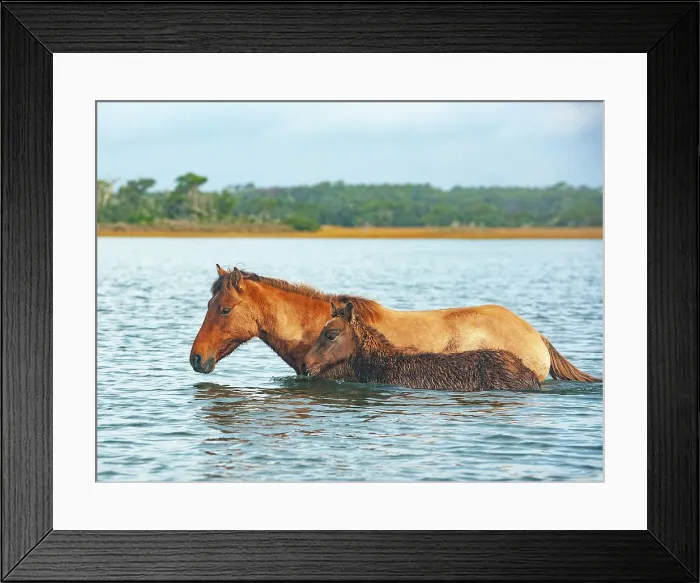 Framed Print : Swim Practice. Creator: Eve Turek Framed Print : Swim Practice. Creator: Eve Turek
