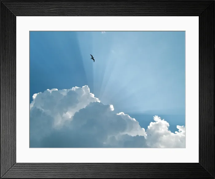 Framed Print : Gull and Glory. Creator: Eve Turek Framed Print : Gull and Glory. Creator: Eve Turek