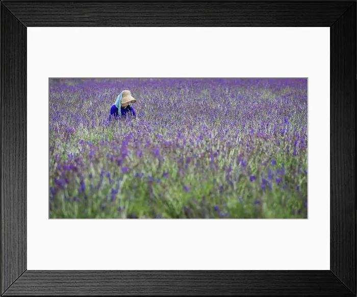 Framed Print : Lavenders. Creator: Dorte Verner Framed Print : Lavenders. Creator: Dorte Verner