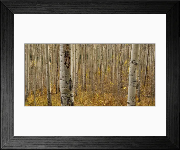 Framed Print : Fall in the Birch Forest. Creator: Dorte Verner Framed Print : Fall in the Birch Forest. Creator: Dorte Verner