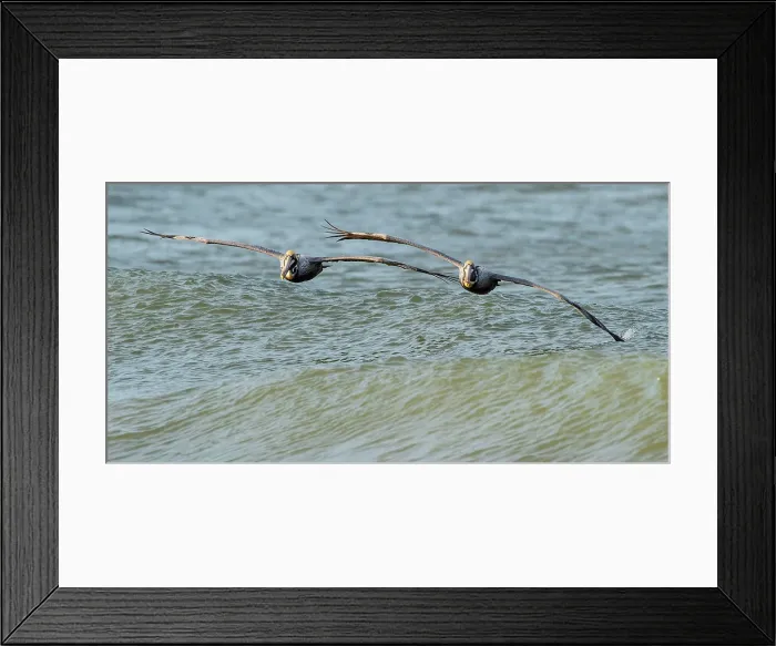 Framed Print : Perfect Pairing. Creator: Eve Turek Framed Print : Perfect Pairing. Creator: Eve Turek