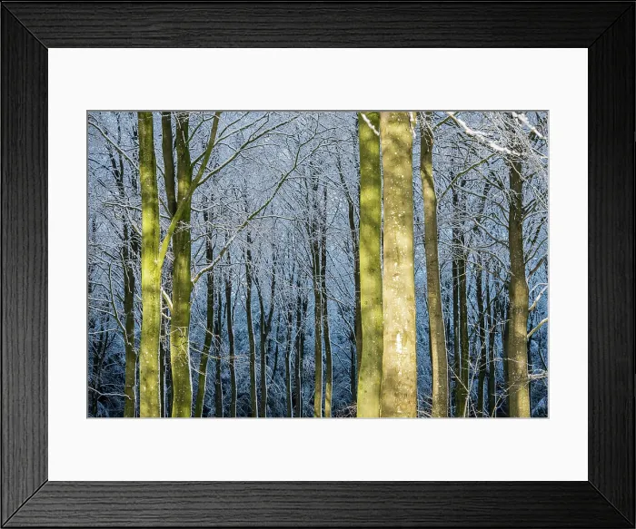 Framed Print : Winter Light in the Forest. Creator: Dorte Verner Framed Print : Winter Light in the Forest. Creator: Dorte Verner