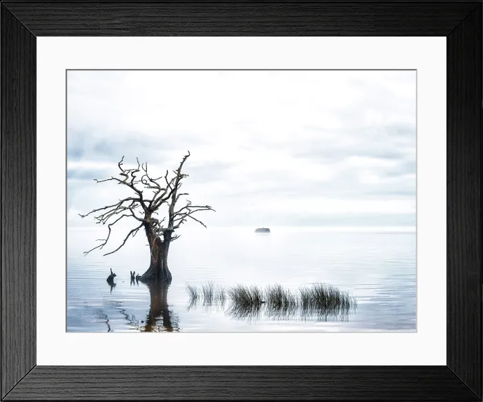 Framed Print : Sentinel Cypress. Creator: Eve Turek Framed Print : Sentinel Cypress. Creator: Eve Turek