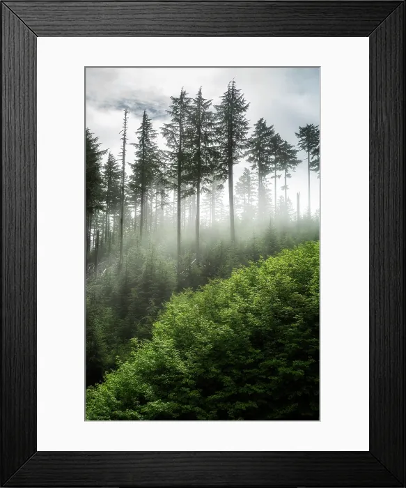 Framed Print : The Forest Awakens. Creator: Joshua Johnston Framed Print : The Forest Awakens. Creator: Joshua Johnston