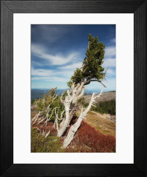 Framed Print : The Alpine Life. Creator: Joshua Johnston Framed Print : The Alpine Life. Creator: Joshua Johnston