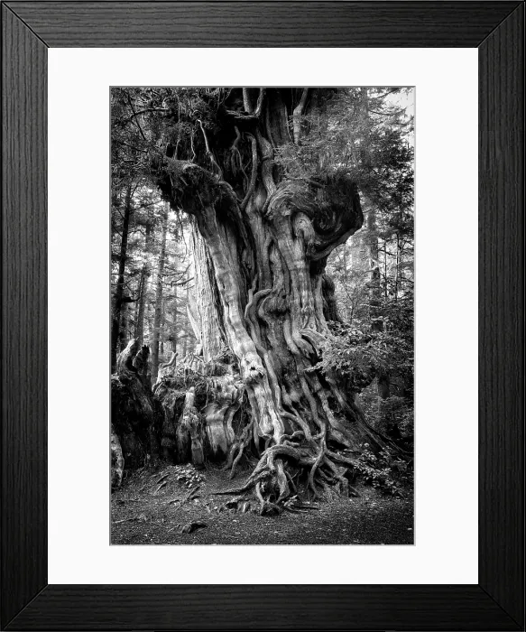 Framed Print : Big Cedar. Creator: Joshua Johnston Framed Print : Big Cedar. Creator: Joshua Johnston