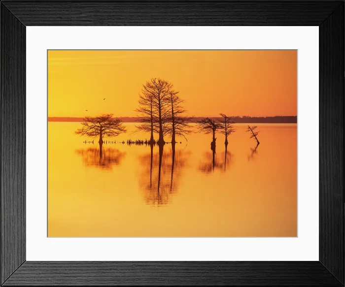 Framed Print : Good As Gold. Creator: Eve Turek Framed Print : Good As Gold. Creator: Eve Turek