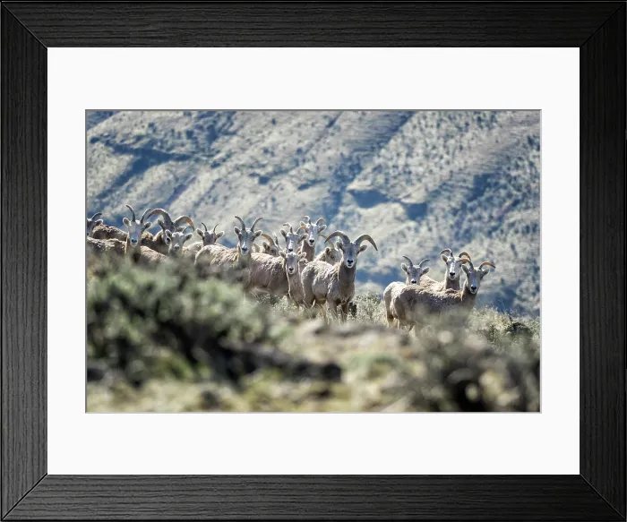 Framed Print : Well, Hello. Creator: Joshua Johnston Framed Print : Well, Hello. Creator: Joshua Johnston
