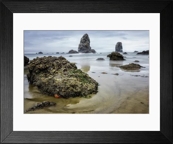 Framed Print : What Does a Starfish Dream Of. Creator: Joshua Johnston Framed Print : What Does a Starfish Dream Of. Creator: Joshua Johnston