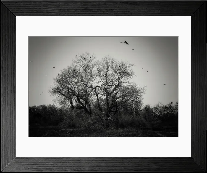 Framed Print : Come Join the Murder. Creator: Joshua Johnston Framed Print : Come Join the Murder. Creator: Joshua Johnston