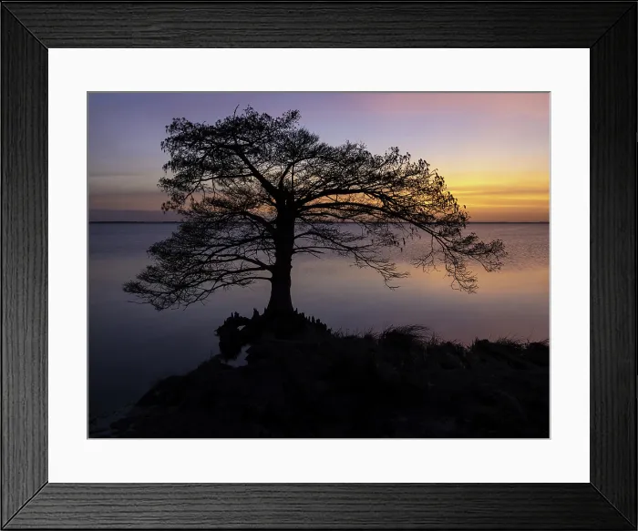 Framed Print : Cypress Sunset. Creator: Eve Turek Framed Print : Cypress Sunset. Creator: Eve Turek