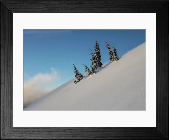 Framed Print : Tree Family. Creator: Joshua Johnston Framed Print : Tree Family. Creator: Joshua Johnston