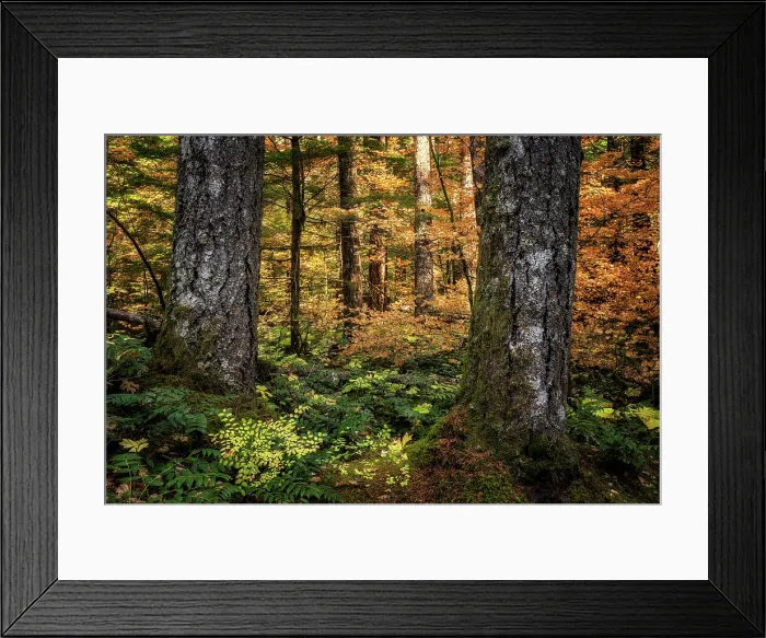 Framed Print : Golden Forest. Creator: Joshua Johnston Framed Print : Golden Forest. Creator: Joshua Johnston