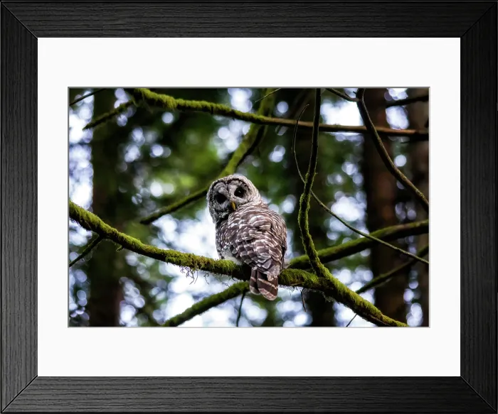 Framed Print : Barred Owl. Creator: Joshua Johnston Framed Print : Barred Owl. Creator: Joshua Johnston