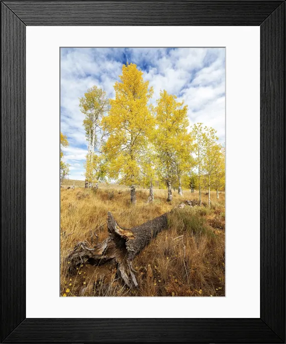 Framed Print : Endless Autumn. Creator: Joshua Johnston Framed Print : Endless Autumn. Creator: Joshua Johnston