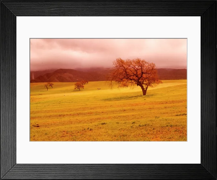 Framed Print : Cloudy Trees. Creator: Robert Manno Framed Print : Cloudy Trees. Creator: Robert Manno