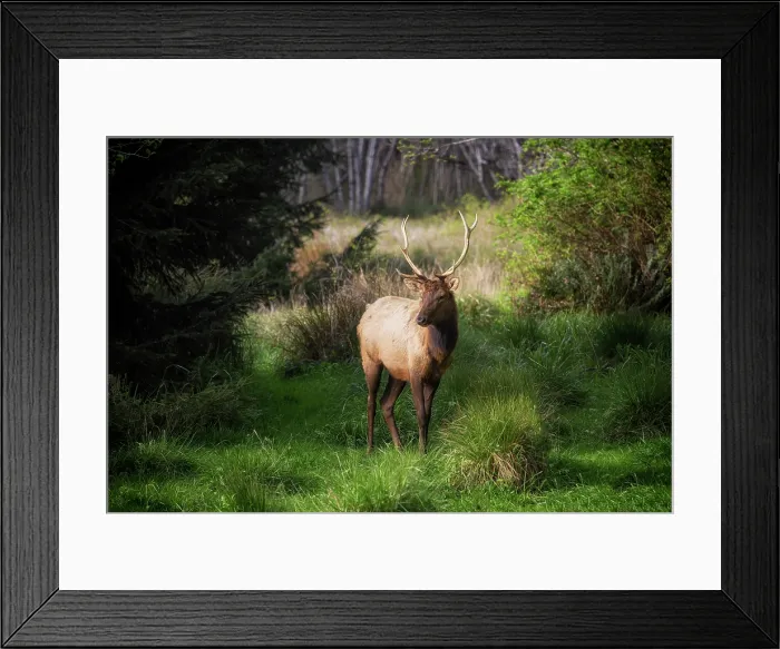 Framed Print : Roosavelt Elk. Creator: Joshua Johnston Framed Print : Roosavelt Elk. Creator: Joshua Johnston