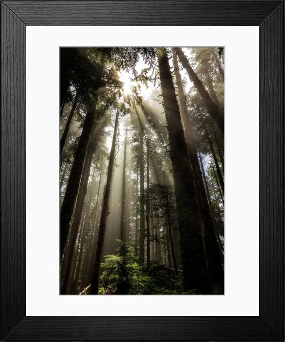 Framed Print : Larch Mountain Forest. Creator: Joshua Johnston Framed Print : Larch Mountain Forest. Creator: Joshua Johnston
