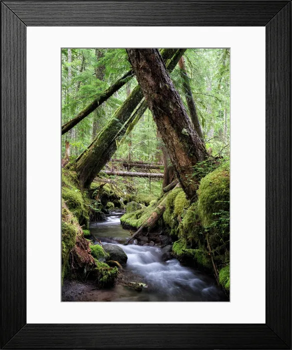 Framed Print : Lifeblood of the Forest. Creator: Joshua Johnston Framed Print : Lifeblood of the Forest. Creator: Joshua Johnston