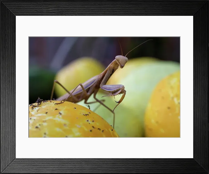 Framed Print : Guardian of the Garden. Creator: Joshua Johnston Framed Print : Guardian of the Garden. Creator: Joshua Johnston