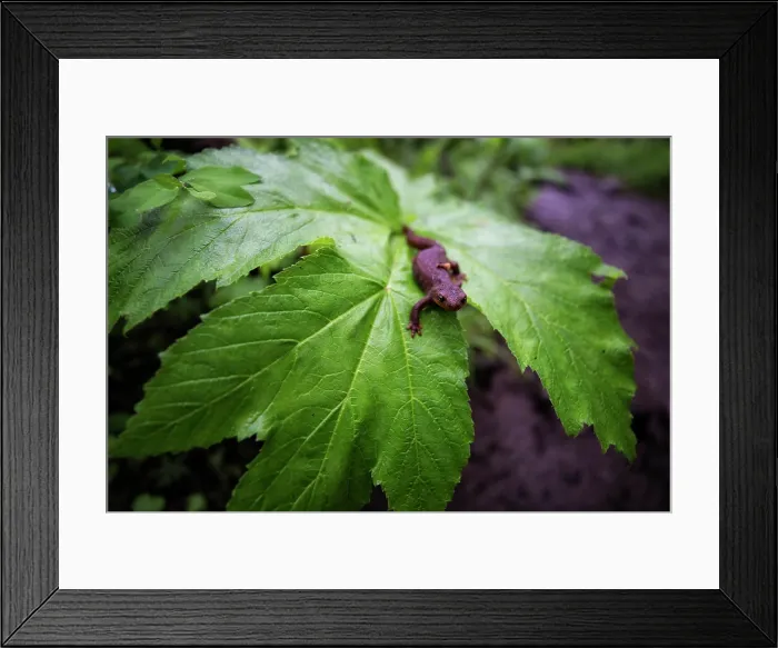 Framed Print : Newt. Creator: Joshua Johnston Framed Print : Newt. Creator: Joshua Johnston