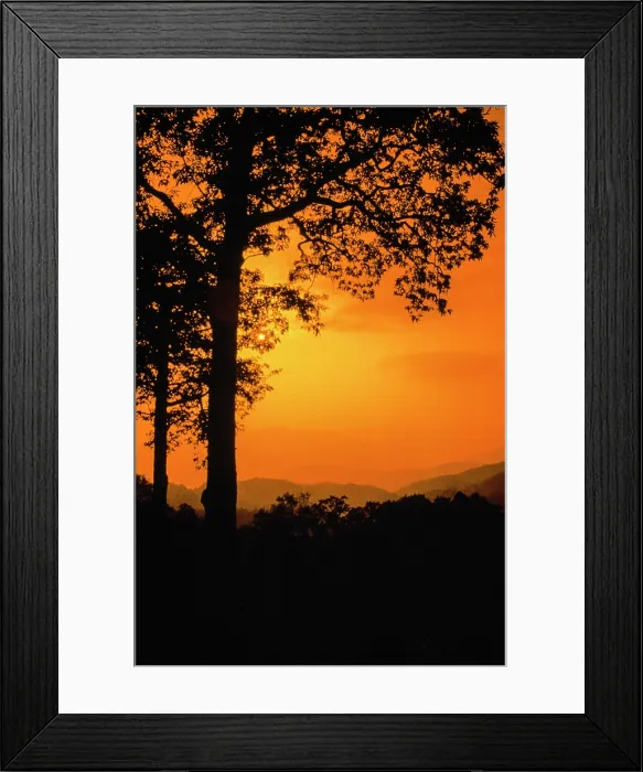 Framed Print : Orange Trees. Creator: Robert Manno Framed Print : Orange Trees. Creator: Robert Manno
