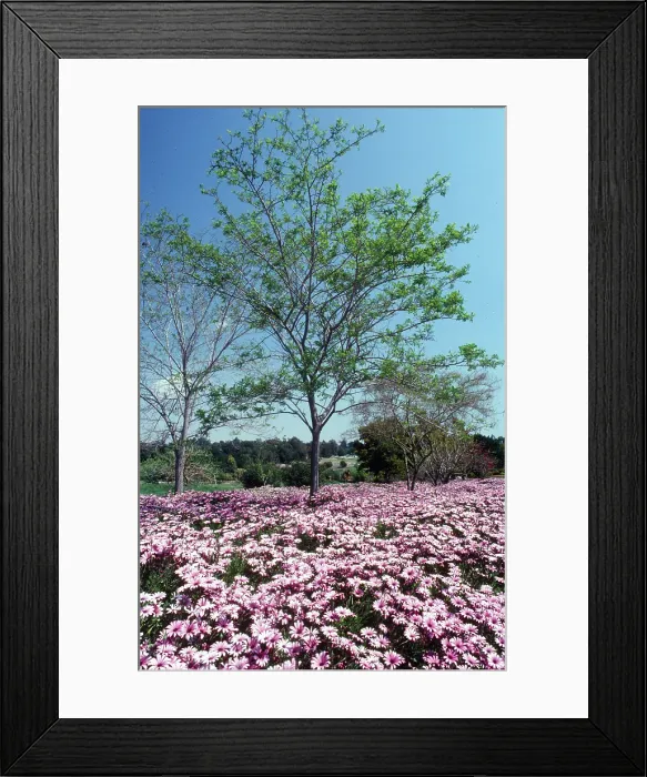 Framed Print : Natures Abundance. Creator: Robert Manno Framed Print : Natures Abundance. Creator: Robert Manno