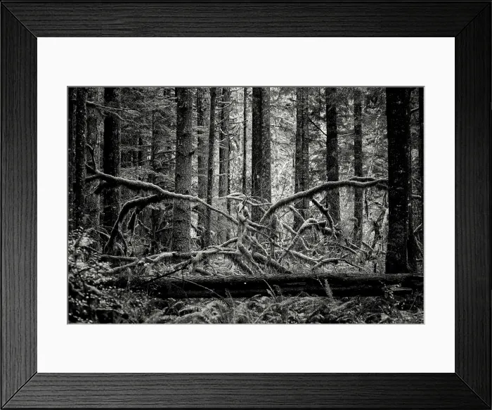 Framed Print : Creature of the Forest. Creator: Joshua Johnston Framed Print : Creature of the Forest. Creator: Joshua Johnston
