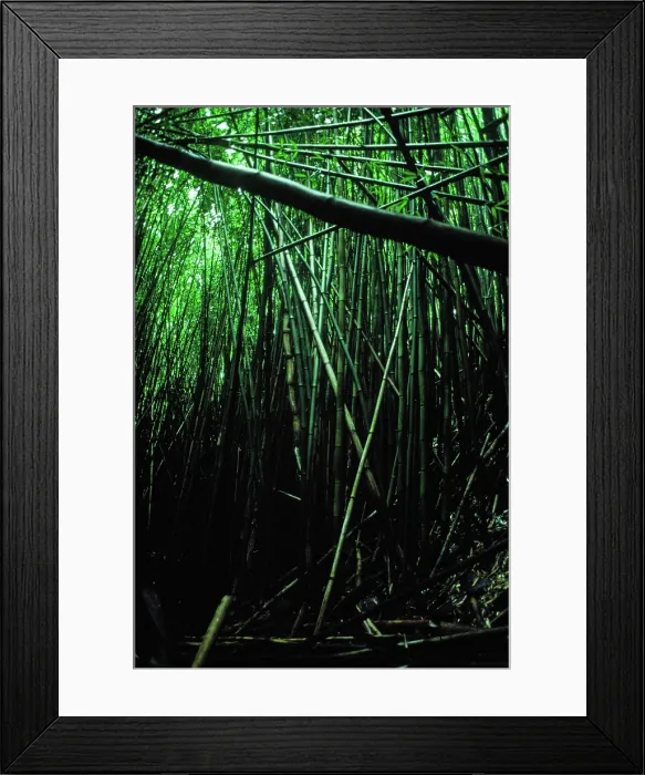 Framed Print : Bamboo Forest. Creator: Robert Manno Framed Print : Bamboo Forest. Creator: Robert Manno