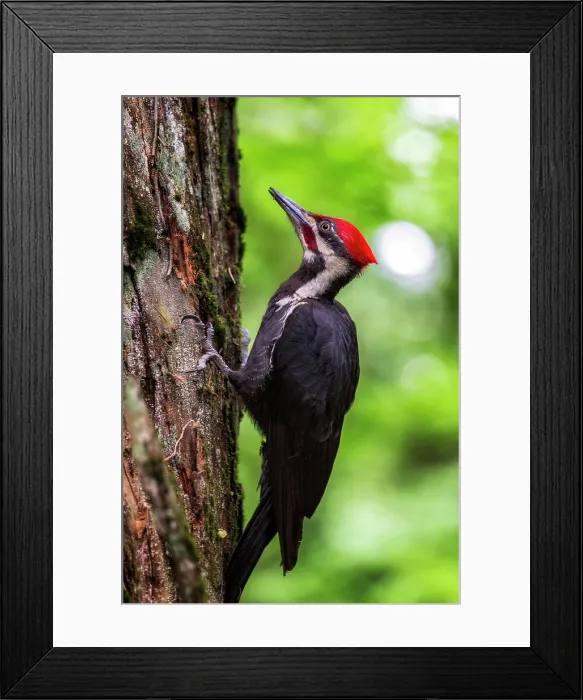 Framed Print : Piliated Woodpecker. Creator: Joshua Johnston Framed Print : Piliated Woodpecker. Creator: Joshua Johnston
