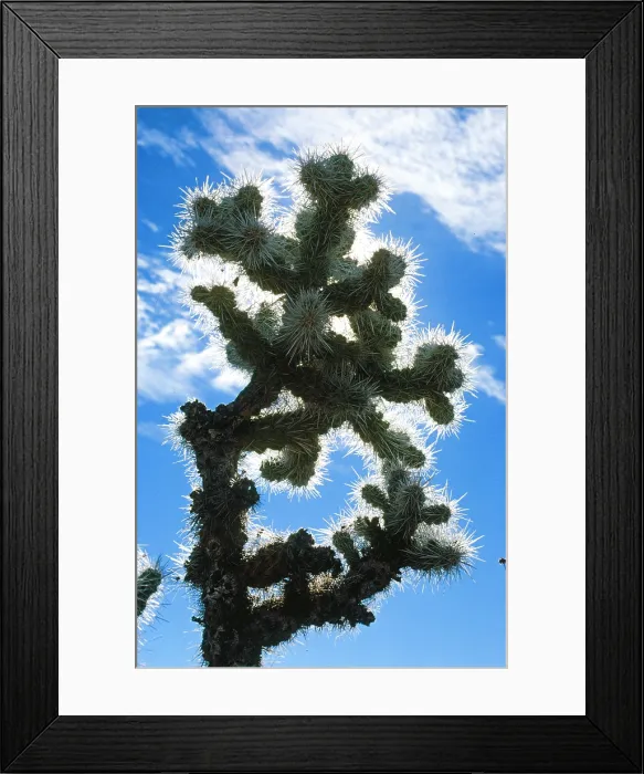 Framed Print : Blue Cactus. Creator: Robert Manno Framed Print : Blue Cactus. Creator: Robert Manno