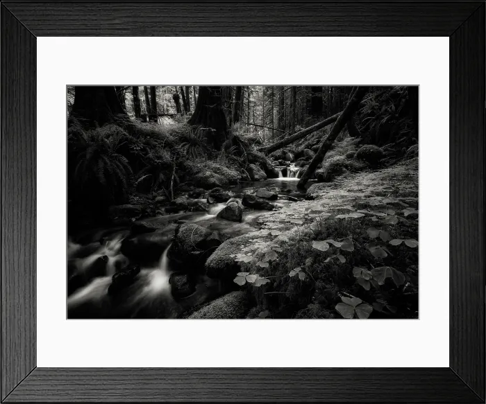 Framed Print : Secret Forest. Creator: Joshua Johnston Framed Print : Secret Forest. Creator: Joshua Johnston
