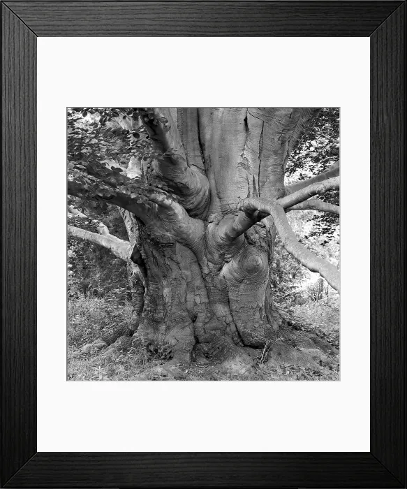 Framed Print : Beech, Lundhurst. Creator: Tom Artin Framed Print : Beech, Lundhurst. Creator: Tom Artin
