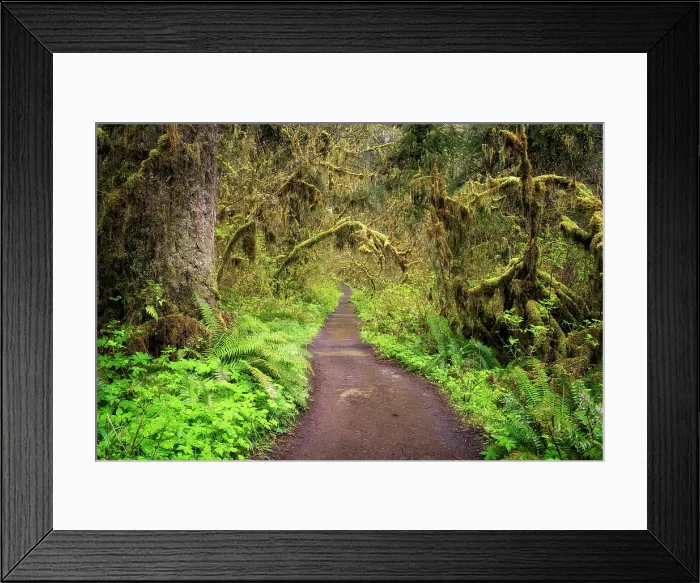 Framed Print : Path of Solitude. Creator: Joshua Johnston Framed Print : Path of Solitude. Creator: Joshua Johnston