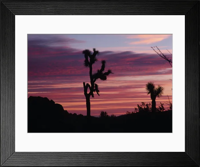 Framed Print : Cacti Set. Creator: Robert Manno Framed Print : Cacti Set. Creator: Robert Manno