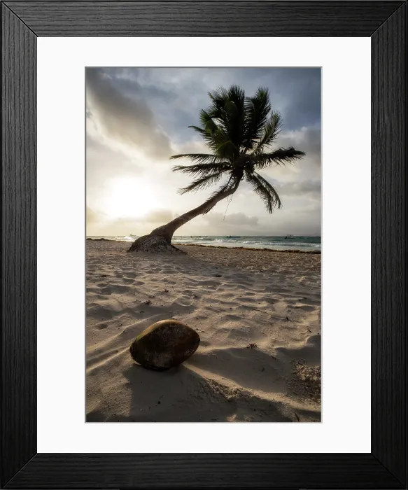 Framed Print : Coconut Paradise. Creator: Joshua Johnston Framed Print : Coconut Paradise. Creator: Joshua Johnston