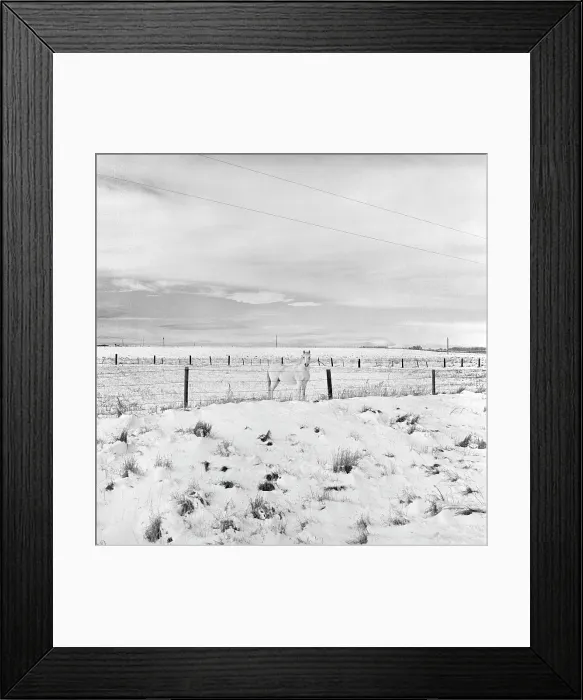 Framed Print : White Horse, Wyoming. Creator: Tom Artin Framed Print : White Horse, Wyoming. Creator: Tom Artin