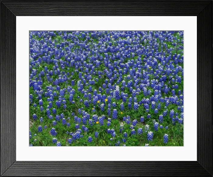 Framed Print : Blue Bonnets. Creator: Tom Artin Framed Print : Blue Bonnets. Creator: Tom Artin