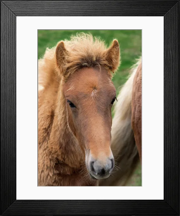Framed Print : Icelandic Colt. Creator: Tom Artin Framed Print : Icelandic Colt. Creator: Tom Artin