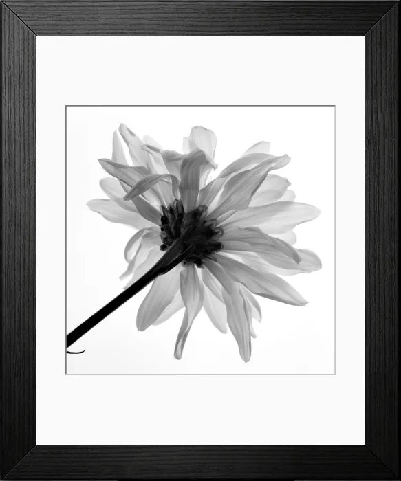 Framed Print : Daisy. Creator: Tom Artin Framed Print : Daisy. Creator: Tom Artin