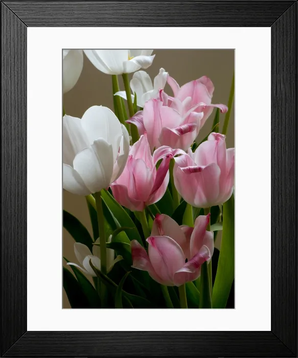 Framed Print : Easter Tulips. Creator: Tom Artin Framed Print : Easter Tulips. Creator: Tom Artin
